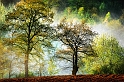 Arbre_01_05_09n03 bis